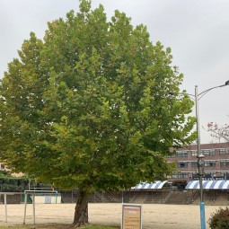 무진중학교의 교목 히말라야시다 이미지