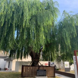 양림동 버드나무 이미지