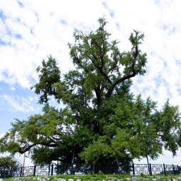 칠석동은행나무 이미지